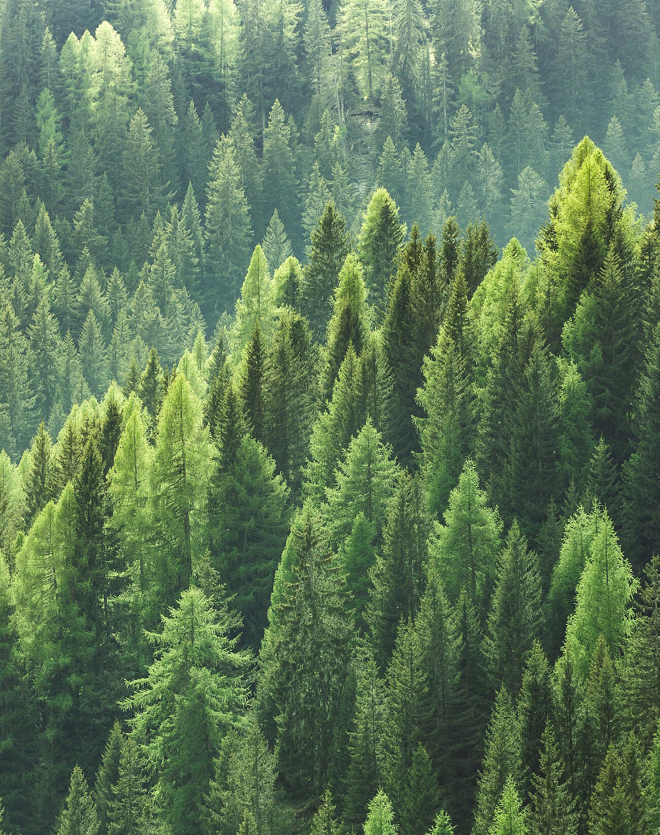 Blick in einen dichten Nadelwald voller saftig-grüner Bäume